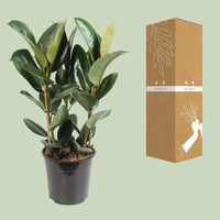 Ficus Elastica Robusta - Ø27cm - ↕85cm Everspring