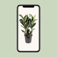 Ficus Elastica Robusta - Ø27cm - ↕85cm Everspring