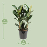 Ficus Elastica Robusta - Ø27cm - ↕85cm Everspring