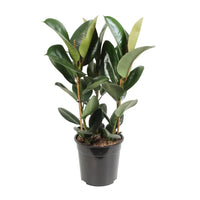 Ficus Elastica Robusta - Ø27cm - ↕85cm Everspring
