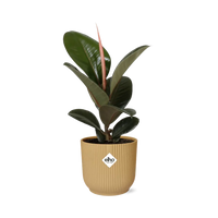 Ficus Elastica ‘Robusta’+ pot ELHO Vibes Fold 14 cm jaune - GREEN OASIS - SHOP