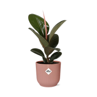 Ficus Elastica ‘Robusta’ + pot ELHO Vibes Fold 14 cm rose - GREEN OASIS - SHOP
