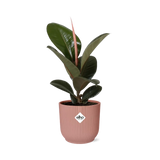 Ficus Elastica ‘Robusta’ + pot ELHO Vibes Fold 14 cm rose - GREEN OASIS - SHOP