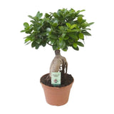 Ficus Ginseng - Ø17cm - ↕40cm Everspring