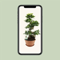 Ficus Ginseng - Ø27cm - ↕70cm - GREEN OASIS - SHOP
