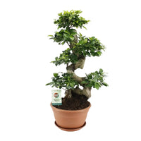 Ficus Ginseng - Ø27cm - ↕70cm - GREEN OASIS - SHOP