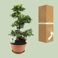 Ficus Ginseng - Ø27cm - ↕70cm - GREEN OASIS - SHOP