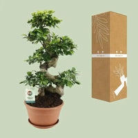 Ficus Ginseng - Ø27cm - ↕70cm - GREEN OASIS - SHOP