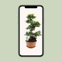 Ficus Ginseng - Ø27cm - ↕70cm - GREEN OASIS - SHOP
