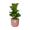 Ficus Lyrata ‘Bambino’ + pot ELHO Vibes Fold 14 cm rose - GREEN OASIS - SHOP