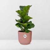 Ficus Lyrata ‘Bambino’ + pot ELHO Vibes Fold 14 cm rose - GREEN OASIS - SHOP