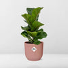 Ficus Lyrata ‘Bambino’ + pot ELHO Vibes Fold 14 cm rose - GREEN OASIS - SHOP
