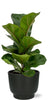 Ficus Lyrata - Ø12cm - ↕30cm + Pot Potenza D13x11cm - Noir - GREEN OASIS - SHOP Plantes vertes originales livrées à votre domicile