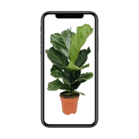 Ficus Lyrata - Ø17cm - ↕75cm Everspring