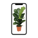 Ficus Lyrata - Ø17cm - ↕75cm Everspring