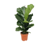 Ficus Lyrata - Ø17cm - ↕75cm Everspring