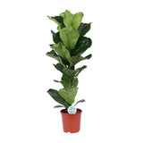 Ficus Lyrata - Ø21cm - ↕90cm Everspring