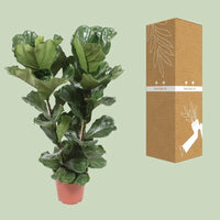 Ficus Lyrata - Ø27cm - ↕100cm - GREEN OASIS - SHOP
