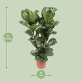 Ficus Lyrata - Ø27cm - ↕100cm - GREEN OASIS - SHOP