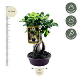 Ficus Microcarpa Ginseng - 30 cm - Ø17cm - GREEN OASIS - SHOP