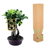 Ficus Microcarpa Ginseng - 30 cm - Ø17cm - GREEN OASIS - SHOP