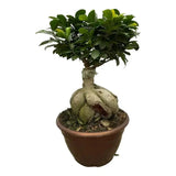 Ficus Microcarpa Ginseng - 50 cm - Ø25 cm - GREEN OASIS - SHOP