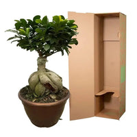 Ficus Microcarpa Ginseng - 50 cm - Ø25 cm - GREEN OASIS - SHOP