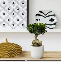 Ficus Microcarpa Ginseng - 50 cm - Ø25 cm - GREEN OASIS - SHOP