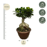 Ficus Microcarpa Ginseng - 50 cm - Ø25 cm - GREEN OASIS - SHOP Plantes vertes originales livrées à votre domicile