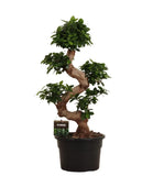 Ficus Microcarpa Ginseng - 80 cm - Ø27cm - GREEN OASIS - SHOP Plantes vertes originales livrées à votre domicile