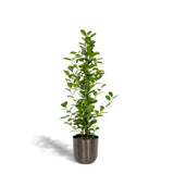 Ficus microcarpa Moclame - Ø21cm - ↕95cm + pot Mayk Lead Everspring