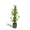 Ficus microcarpa Moclame - Ø21cm - ↕95cm + pot Mayk Lead Everspring