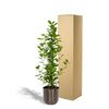 Ficus microcarpa Moclame - Ø21cm - ↕95cm + pot Mayk Lead Everspring