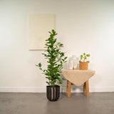 Ficus microcarpa Moclame - Ø21cm - ↕95cm + pot Mayk Lead Everspring