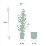 Ficus microcarpa Moclame - Ø21cm - ↕95cm + pot Mayk Lead Everspring