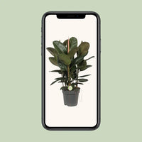 Ficus Robusta - Ø27cm - ↕90cm Everspring