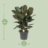 Ficus Robusta - Ø27cm - ↕90cm Everspring