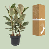 Ficus Tineke - Ø27cm - ↕85cm Everspring