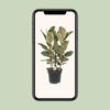 Ficus Tineke - Ø27cm - ↕85cm Everspring