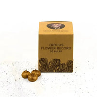🌷 Flower Record Crocus violettes – 20 Bulbes à Fleurs – Taille 8+ - GREEN OASIS - SHOP