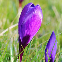 🌷 Flower Record Crocus violettes – 20 Bulbes à Fleurs – Taille 8+.