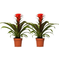 Guzmania Hope - 2 pièces - Ø12cm - ↕40cm - GREEN OASIS - SHOP