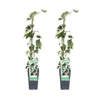 Hedera colchica Dentata Variegata - 2 plantes - Ø15cm - ↕65cm - GREEN OASIS - SHOP