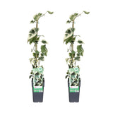 Hedera colchica Dentata Variegata - 2 plantes - Ø15cm - ↕65cm - GREEN OASIS - SHOP
