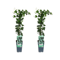 Hedera helix - 2 pièces - Ø15cm - ↕65cm - GREEN OASIS - SHOP