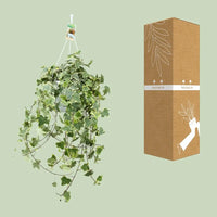 Hedera Helix Gold Child - Suspension/XXL - Ø24cm - ↕60cm - GREEN OASIS - SHOP Plantes vertes originales livrées à votre domicile