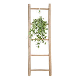 Hedera Helix Gold Child - Suspension/XXL - Ø24cm - ↕60cm - GREEN OASIS - SHOP Plantes vertes originales livrées à votre domicile
