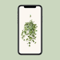 Hedera Helix Gold Child - Suspension/XXL - Ø24cm - ↕60cm - GREEN OASIS - SHOP Plantes vertes originales livrées à votre domicile