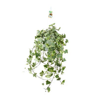Hedera Helix Gold Child - Suspension/XXL - Ø24cm - ↕60cm - GREEN OASIS - SHOP Plantes vertes originales livrées à votre domicile