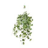 Hedera Helix Gold Child - Suspension/XXL - Ø24cm - ↕60cm - GREEN OASIS - SHOP Plantes vertes originales livrées à votre domicile